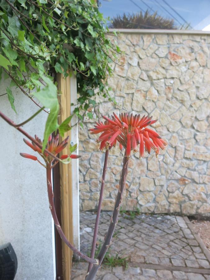 Acolina Ferienhaus